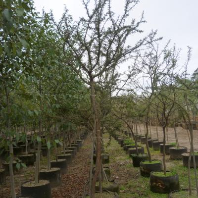 HUIZACHE
