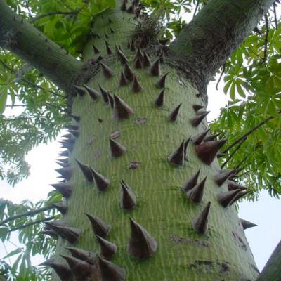 CEIBA