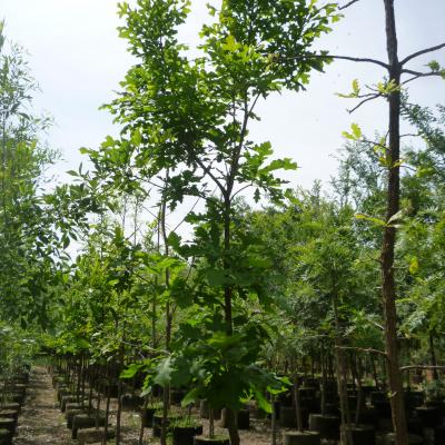 ENCINO MACROCARPA