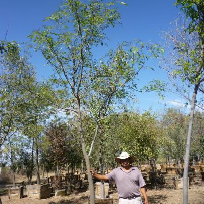 FRESNO MEXICANO