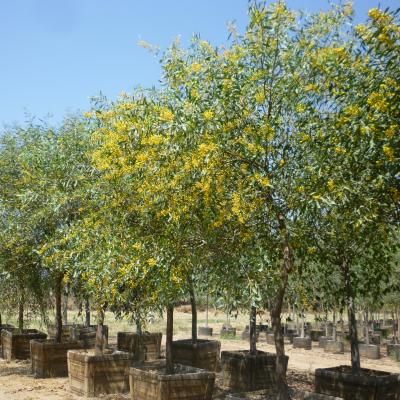 ACACIA